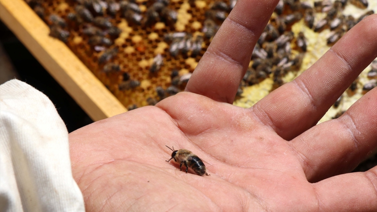 Kışın sıcak bölgelere giden, havaların ısınmasıyla da kente dönen arıcılar, yaz boyunca bal üretecekleri konaklayacakları verimli yaylalara çıkıyor.
