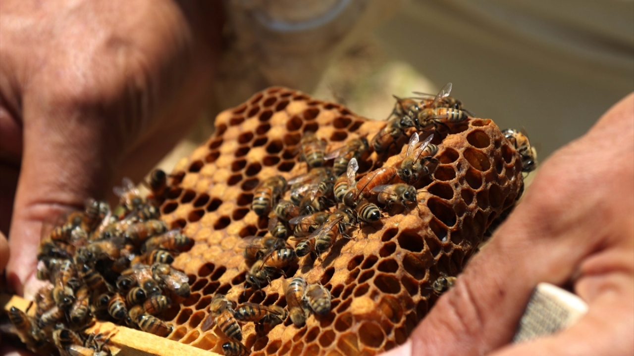 Konya Üniversitesi Arıcılık Bölümünü öğrencisi Caner Güngördü, gazetecilere yaptığı açıklamada, 30 yıldır arıcılık yaptıklarını, 3 yıldan bu yana da kurduğu işletmeyle ana (kraliçe) arı yetiştirdiğini söyledi.