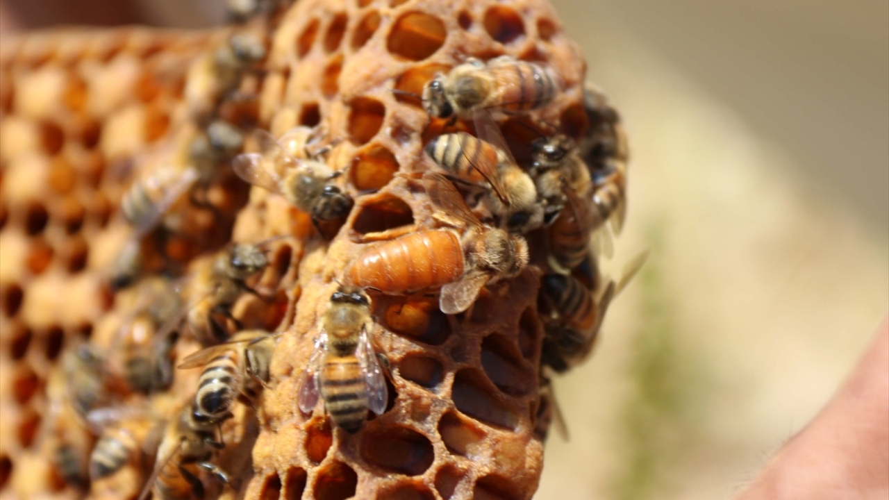 Renk cümbüşünün oluştuğu yaylalarda arıların ve kovanların bakımını yaparak bal üretimine başlayan arıcılar, ayrıca kraliçe arı yetiştirerek başka illerdeki üreticilere pazarlıyor.