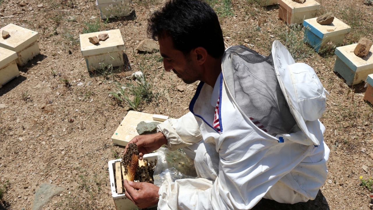 Bitlis ve çevre illerde ana arı üretimi yapanların sayısının az olduğunu aktaran Güngördü, iyi bal yapan ırkları üretip, isteyen müşterilere gönderdiklerini belirtti.