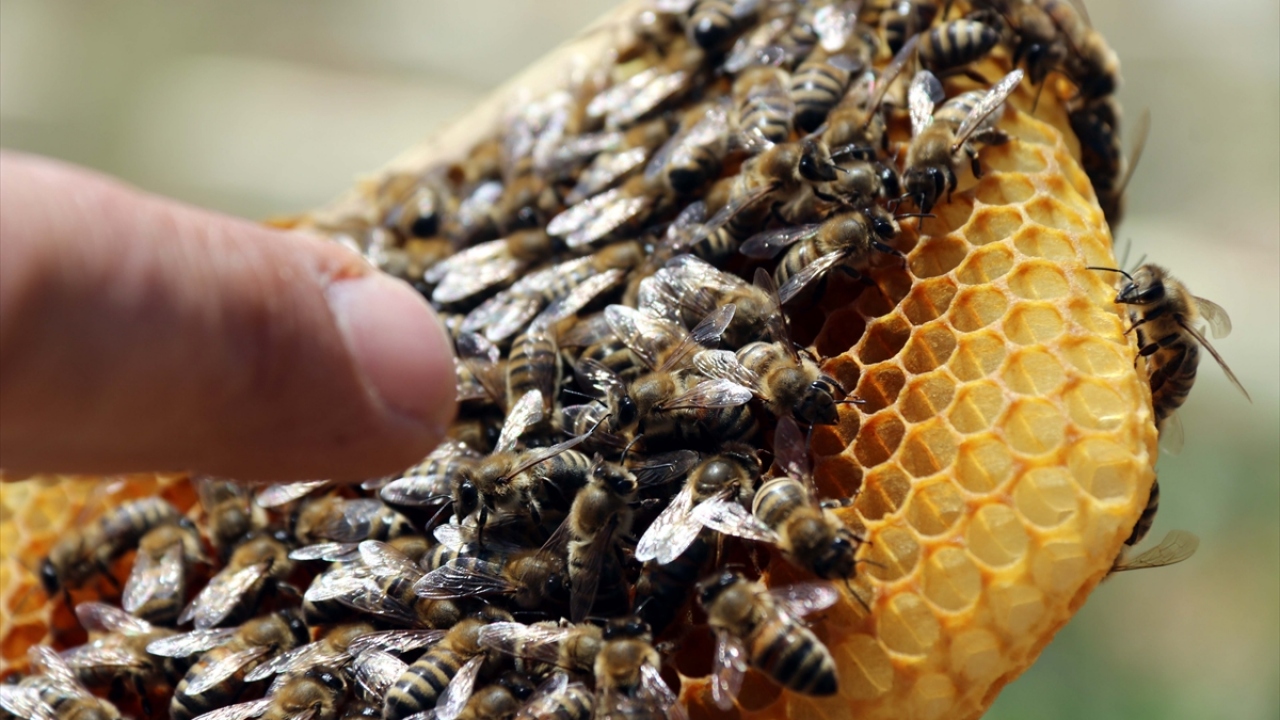 Bitlis yöresinin doğal, organik balını üreterek yurdun dört bir yanına gönderdiklerini ifade eden Güngördü, tadı ve doğallığıyla tanınan Bitlis balına Türkiye`nin her yerinden insanların ilgi gösterdiğini aktardı. 