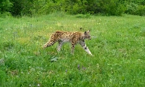 Yavrusunu emziren yaban domuzu fotokapanla görüntülendi
