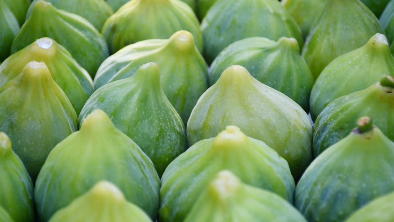 Turgutlu ilçesinde sabahın erken saatlerinde hasat için bahçelerine giden üreticiler, topladıkları incirleri alım merkezinde kilogramı 6 ila 11 liradan satıyor.