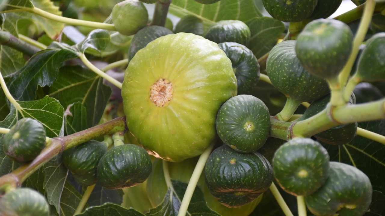 İlçede yıllık ortalama 5 bin ton üretilen yediveren inciri, daha çok büyükşehirler ve turizm merkezlerine gönderiliyor.