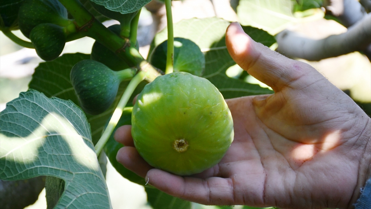 Bu yıl iyi rekoltenin yakalandığını belirten Osmancık Mahallesi Muhtarı ve incir üreticisi Salim Çetin, güzel bir aromaya sahip erkenci incire, giderek artan bir talep olduğunu ifade etti.