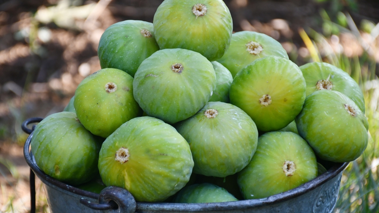 Çetin, "İncirimiz erkenci ürün olmasının yanı sıra iri ve kaliteli. Çiftçiler olarak fiyattan ve rekolteden memnunuz." dedi.