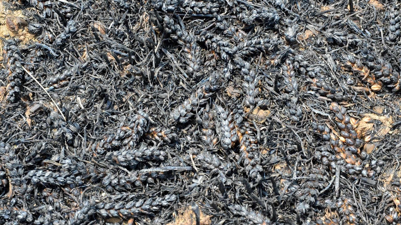 Bu sayede Yalova köyü halkı rahat bir nefes alıp evlerinde kalmaya devam etti.