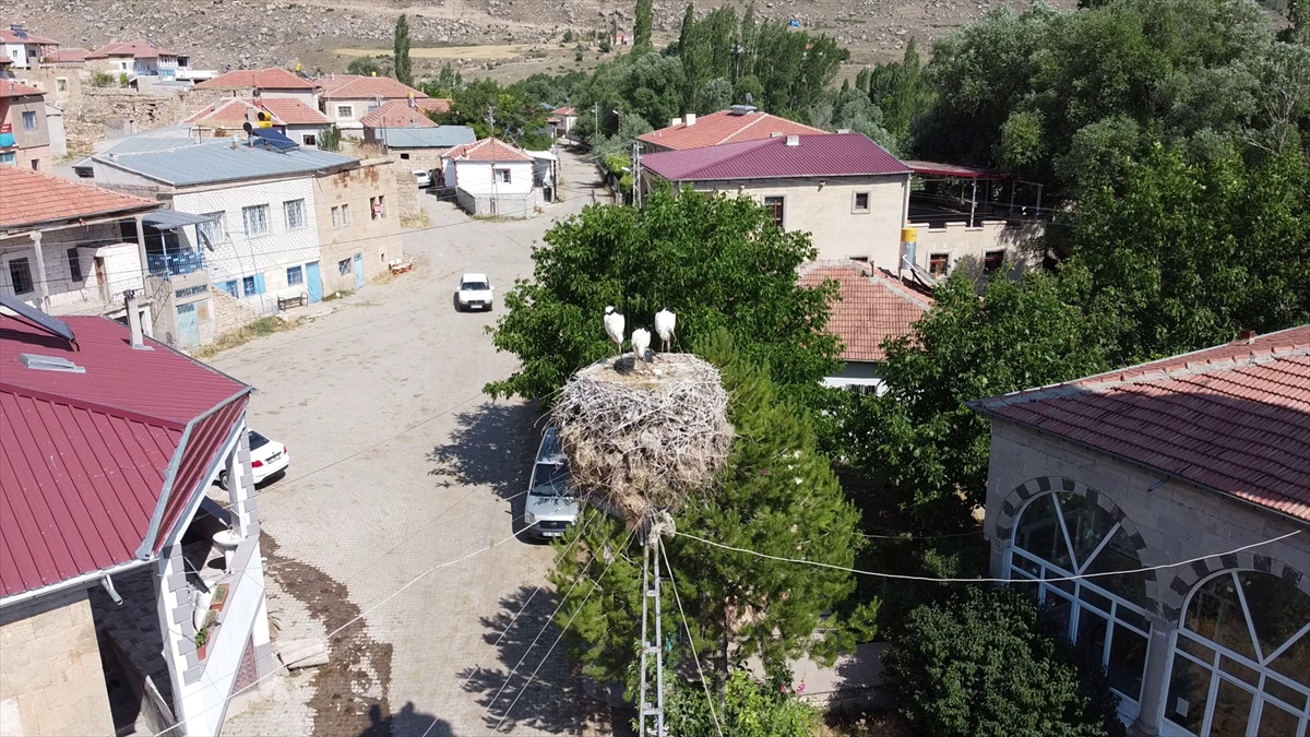 Tomarza ilçesine bağlı Şıhbarak, Emiruşağı, Akmezar, Avşarsöğütlü gibi mahallelerde bulunan elektrik direklerinin üzerine yuva yapan leylekler ilçeye renk kattı. 
