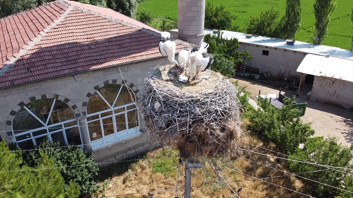 Leylekler, her yıl havaların ısınmasıyla ilçeye gelip elektrik direkleri ve çatılara kurdukları yuvalarına yerleşiyor.