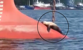 Fok balığının güneş keyfi gülümsetti