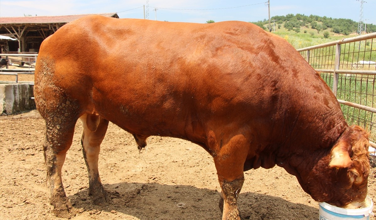 Erkanlı, yaptığı açıklamada, 4 yıl önce buzağı olarak aldığı Limuzin ırkı tosunu özenle beslediğini söyledi.