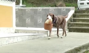 Market siparişlerini teslim eden köpek