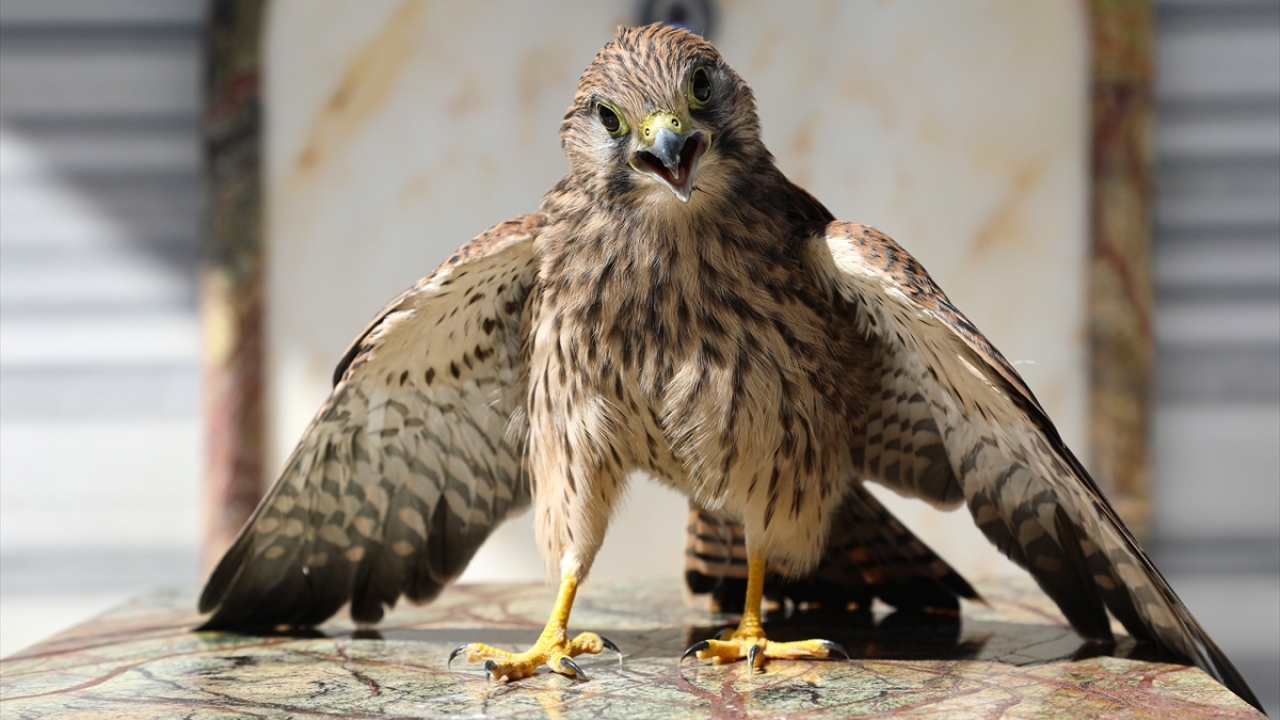 Somuncu Baba Külliyesi`nde görevli güvenlik personeli, Tohma Çayı`nın kenarındaki kayalıklarda yuvasından düşerek yaralanan atmaca yavrusu buldu.