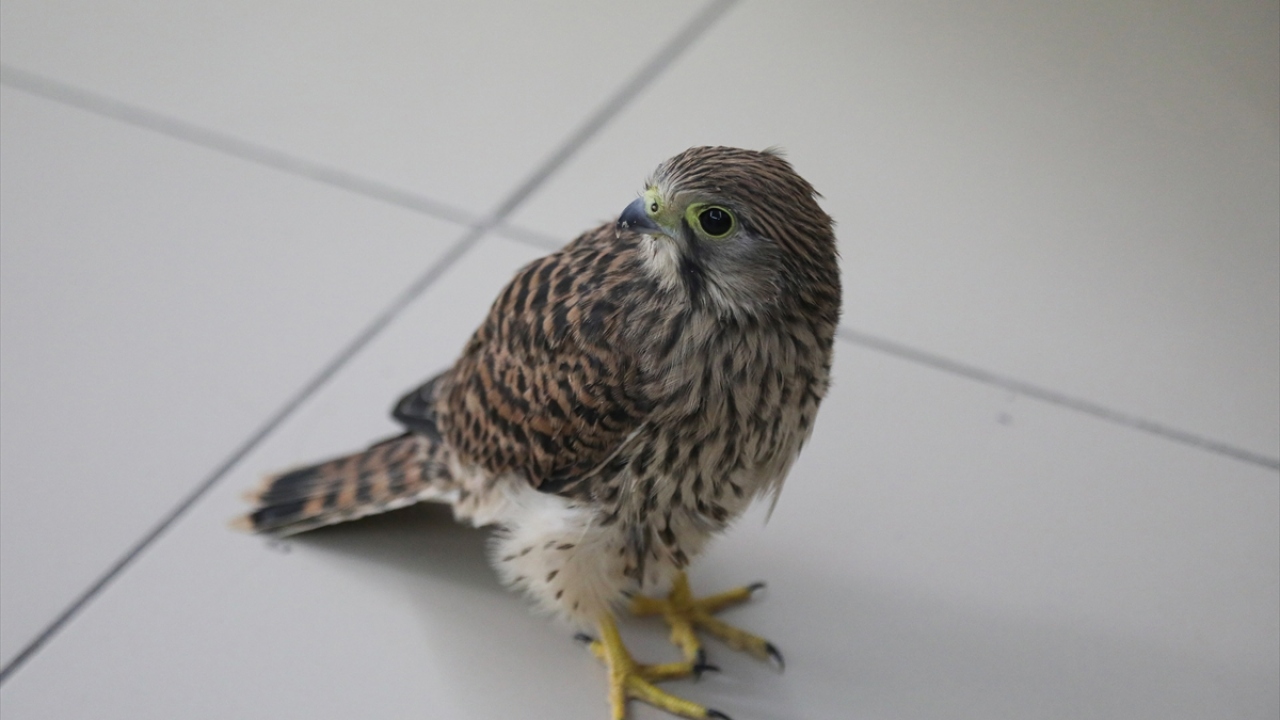 Bulunduğu yerden çıkarılan yavruya, yiyecek ve su verildi.