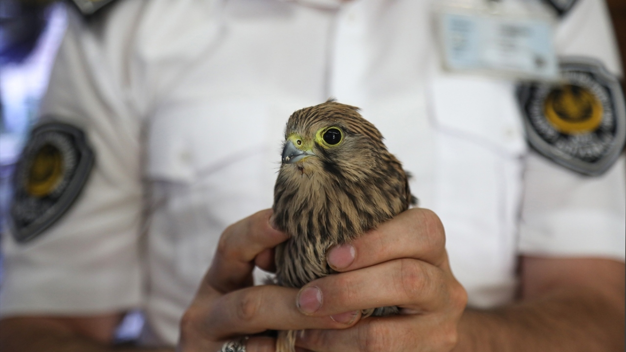 Daha sonra İlçe Tarım ve Orman Müdürlüğüne teslim edilen kuş, tedavisi için Doğa Koruma ve Milli Parklar Şube Müdürlüğüne gönderildi.