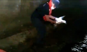 Yaralı martıyı sahil güvenlik ekipleri kurtardı