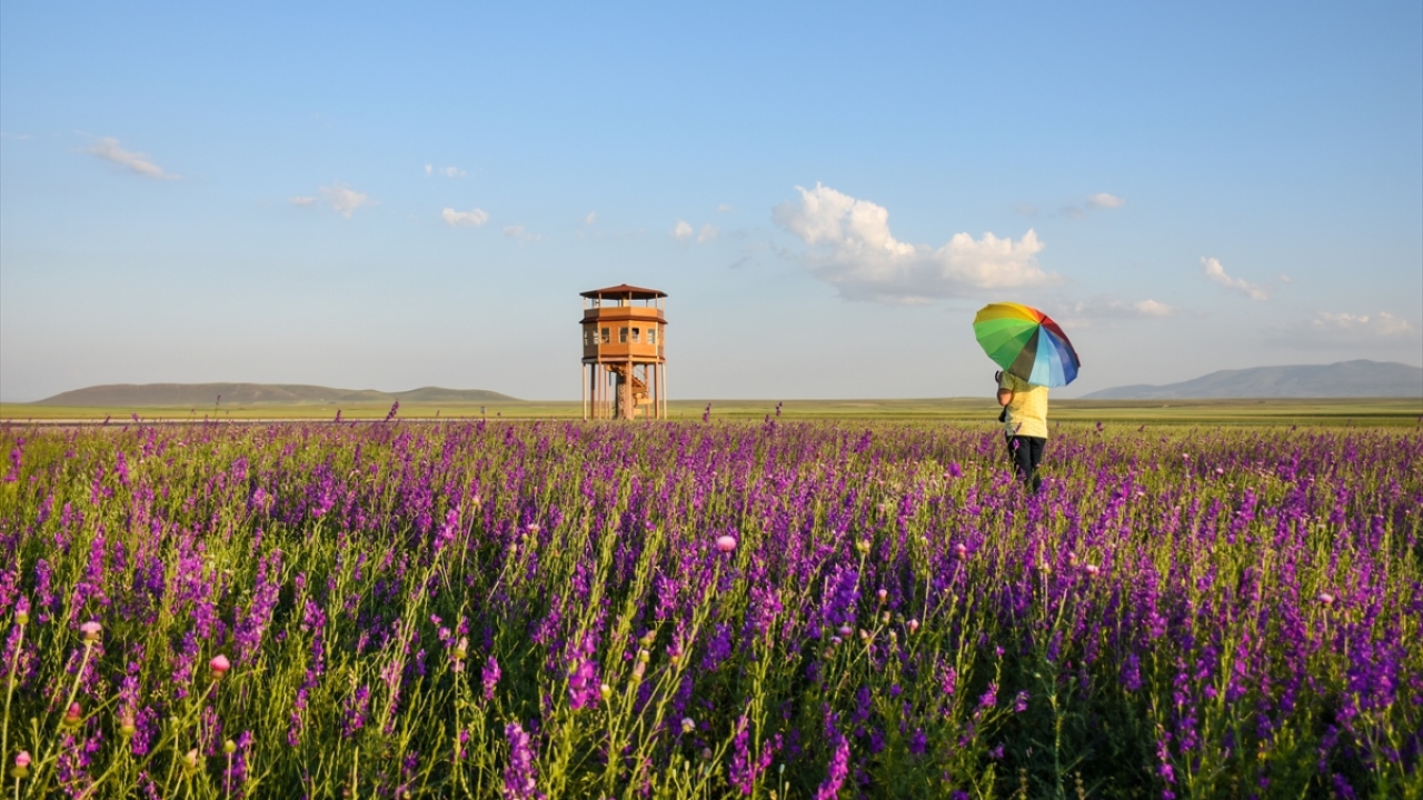 Endemik türlerin de olduğu zengin bitki örtüsüne sahip Arpaçay ilçesindeki Kuyucuk gölü yakınlarına gelen vatandaşlar, tarlalarda ve göl kenarında açan mor çiçeklere ilgi gösteriyor.