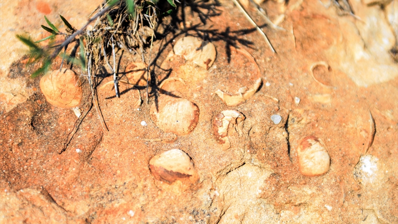 Gümüştekin`in elde ettiği görselleri ulaştırması üzerine bölgeye giden AA ekibi, bazıları tamamen taşlaşmış ya da daha yumuşak ve henüz kalsiyum hali bozulmamış olan çok sayıda midye fosilini görüntüledi. 