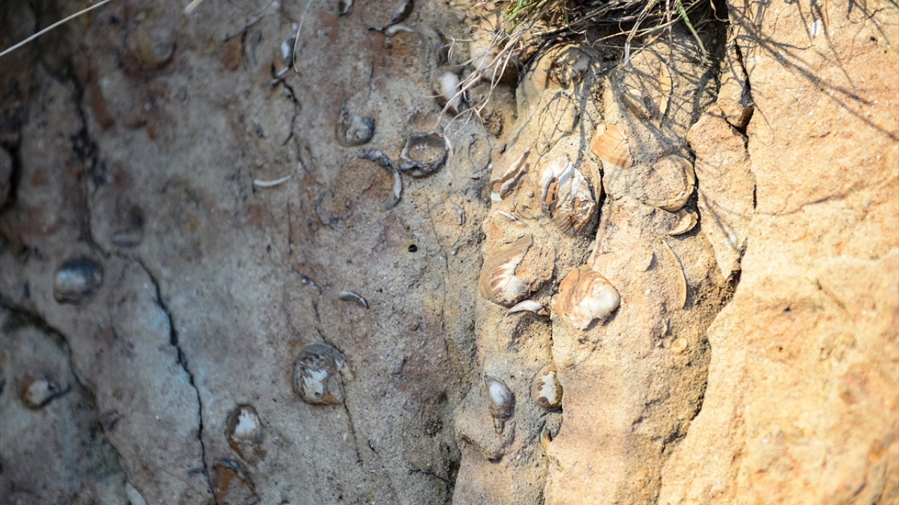 Gümüştekin, Türkiye-Ermenistan sınırından geçen Aras Nehri`nin kenarındaki kayalıklarda bulduğu fosillerin incelenmesini istiyor. 