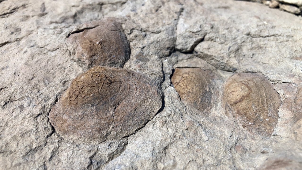 Kısa süre önce yine Tuzluca ilçesinde bir doğaseverce çok sayıda yaprak fosilleri bulunmuş, bunun üzerine Iğdır ve Erzurum Atatürk Üniversitelerinden bölgeye gelen akademisyenler çalışma başlatmıştı. 