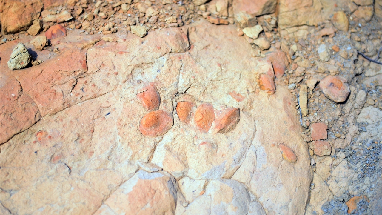 Akademisyenler, bulunan yaprak fosillerinin sıcak ve deniz kenarında yetişen palmiye yapraklarına ait olduğunu belirlemişti.