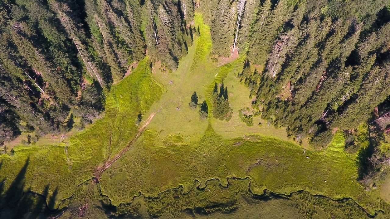 Koronavirüs tedbirleri kapsamında Düzce Valiliğinin aldığı karar doğrultusunda yaklaşık 3 ay boyunca misafirlerinden uzak kalan yayla, yeniden eski günlerine dönmeye başladı.  