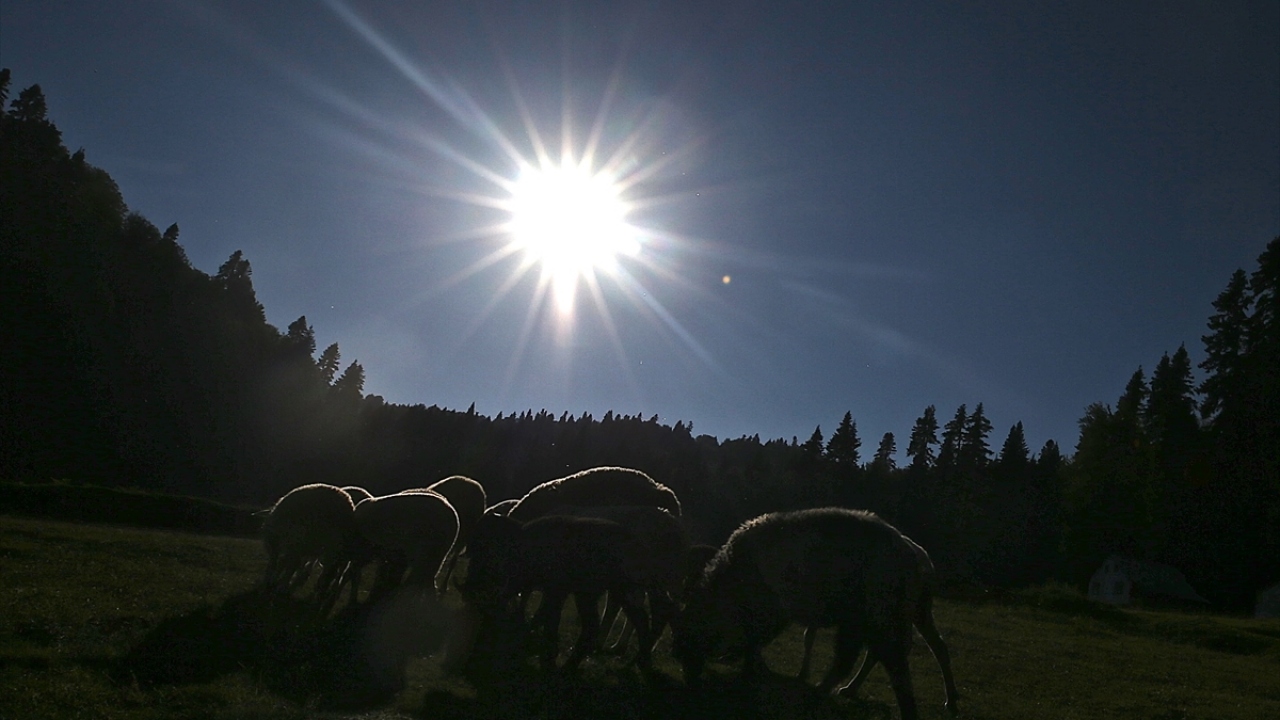 Düzce`nin Gölyaka ilçesi ile Bolu`nun Taşkesti ilçesi sınırlarının birleştiği noktada bulunan, içerisindeki göletle çam ağaçlarının uyum sağladığı Pürenli Yaylası, güzelliğiyle Doğu Karadeniz yaylalarını aratmıyor.