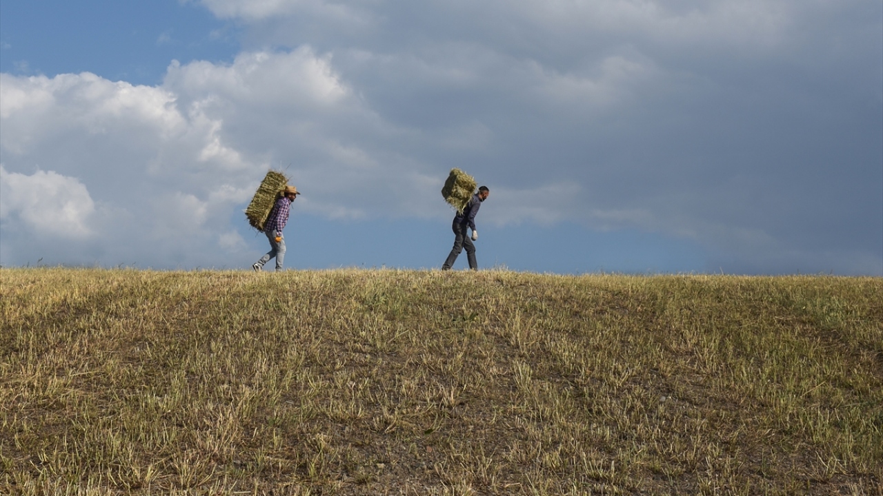 Doğu Anadolu Bölgesi`nde kış ayının çetin ve uzun geçtiği illerden ve önemli hayvancılık merkezlerinden olan Kars`taki besici ve köylüler şu sıralar hayvanlarının kışlık ihtiyacını karşılamak için tarlalarında traktörler ya da tırpan ile ot biçiyor.