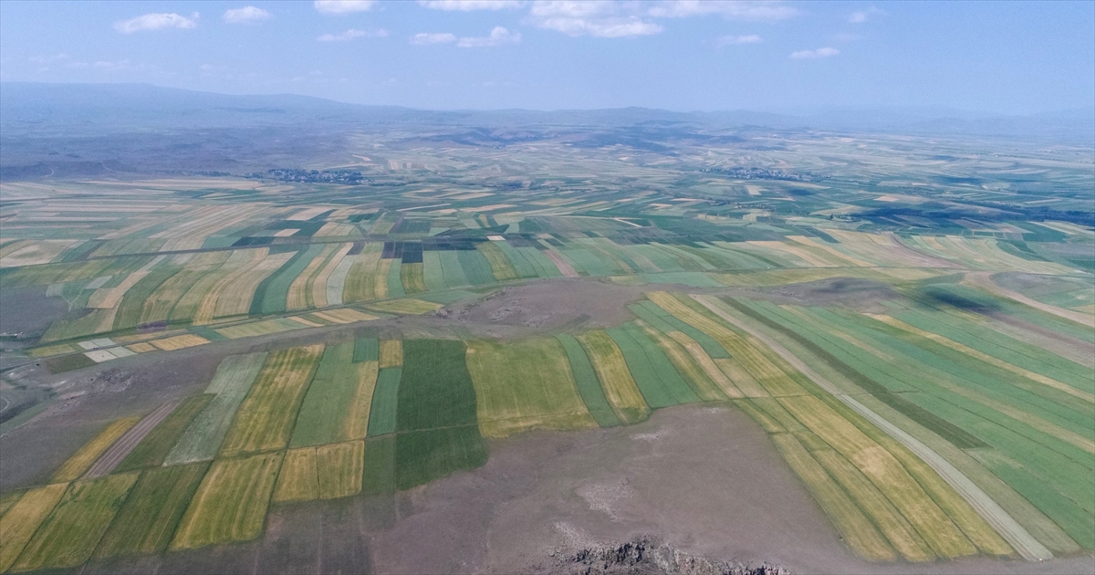 Biçilen otlar ise bir süre tarlada bekletilip kuruması sağlandıktan sonra balya yapılarak kışın hayvanlara yedirilmek üzere depolanıyor, ihtiyaç fazlası ise satılıp aile bütçesine katkı sağlanıyor.