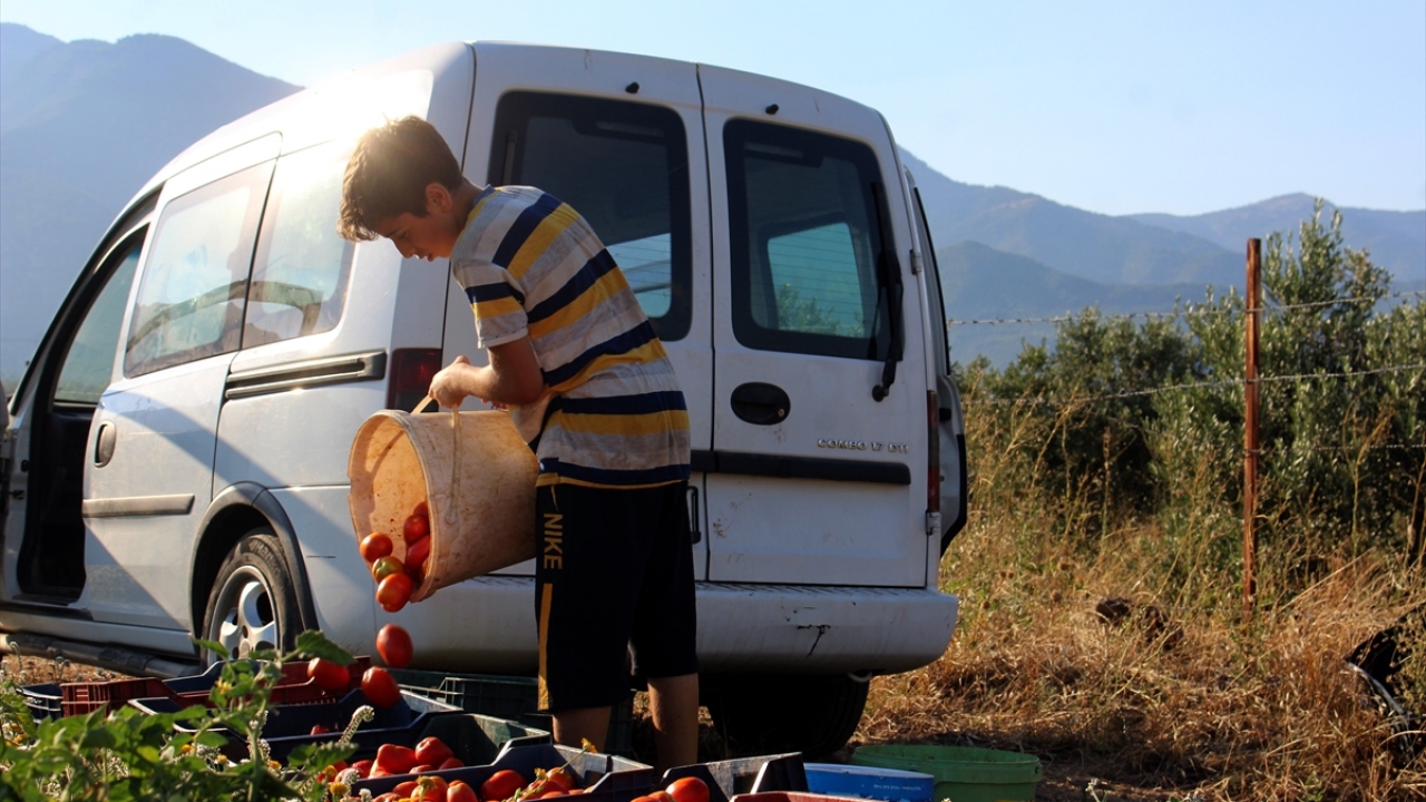 Hassa ilçesinde bir araya gelen kadınlar, bahçelerden topladıkları domatesleri salçaya dönüştürüyor.