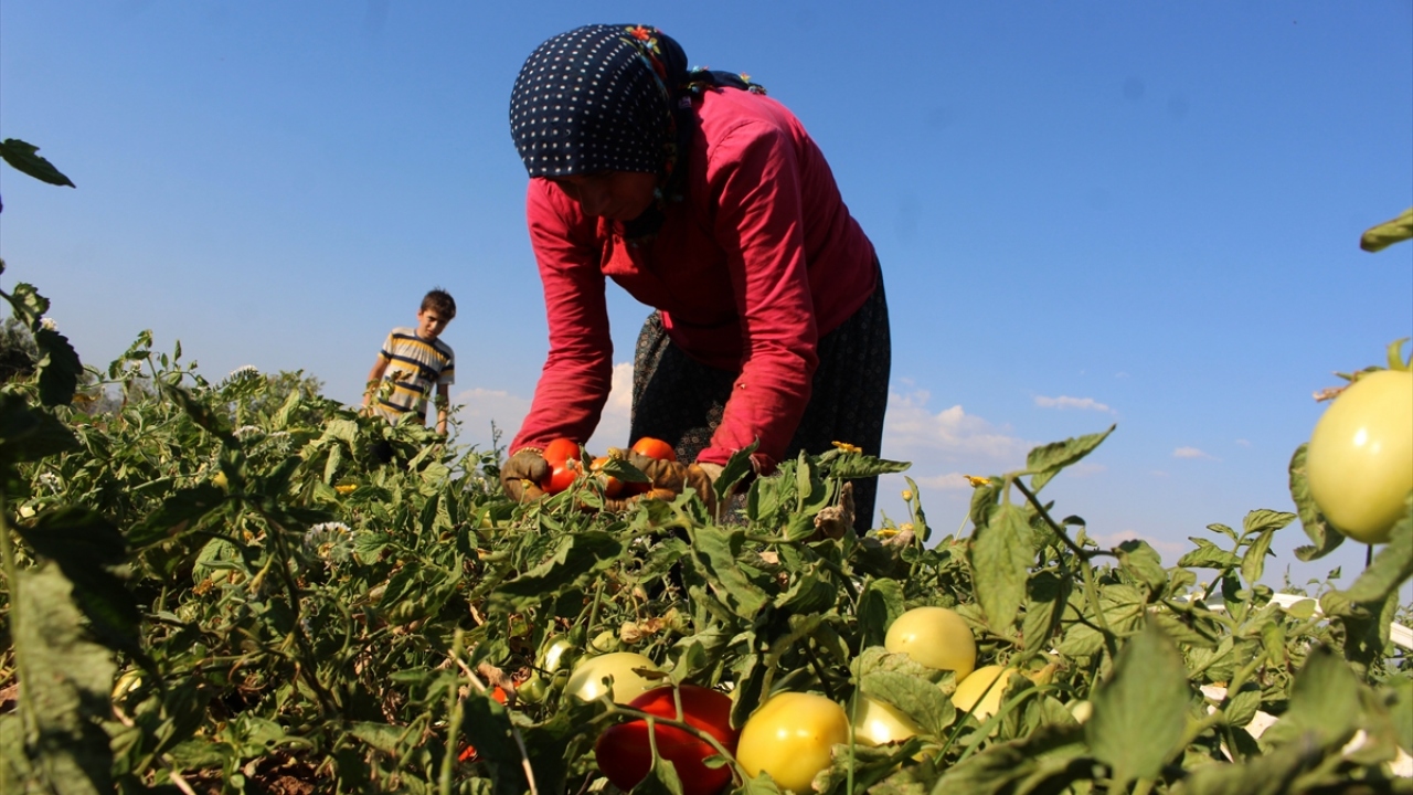 "Kendimiz yapıp kendimiz tüketiriz"
