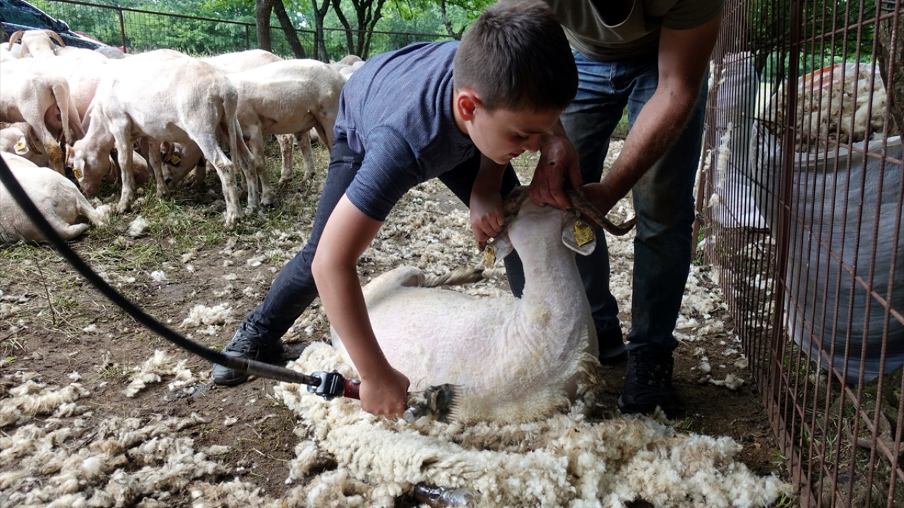 Kurban Bayramı`na sayılı günler kala Trakya`da hemen hemen her ağılda kırkım telaşı yaşanıyor.