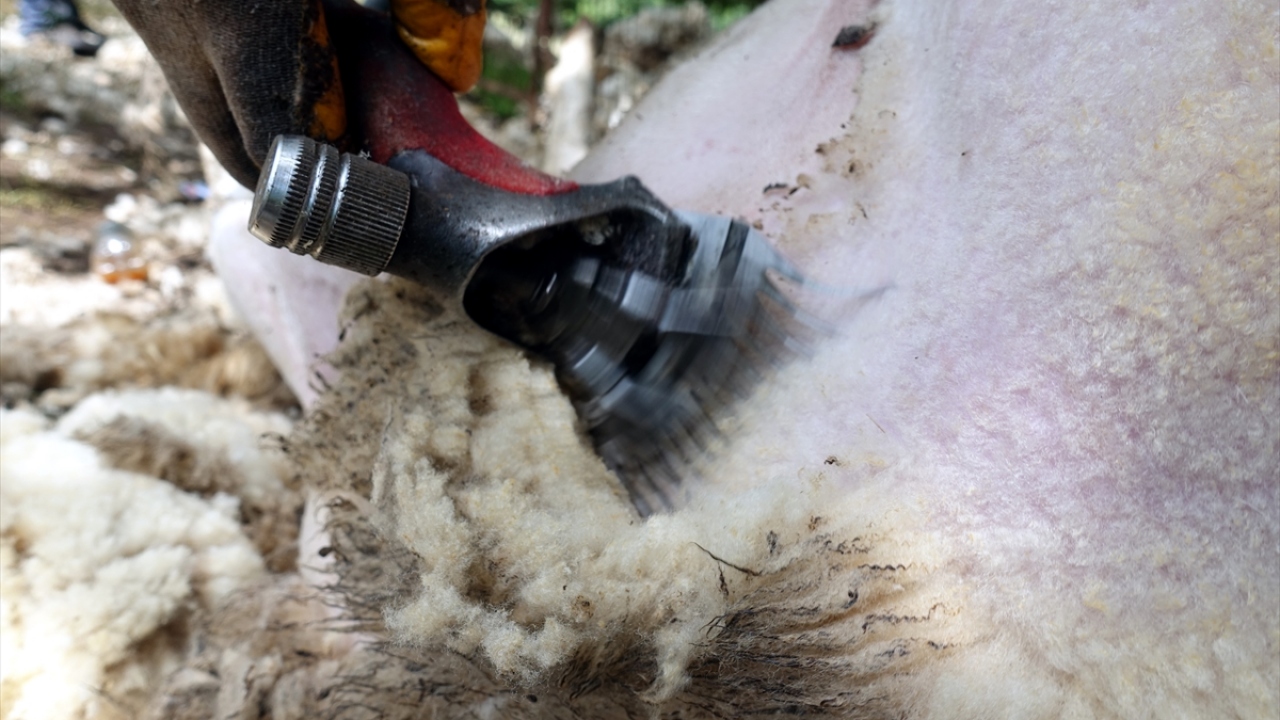 Sabahın ilk ışıklarıyla mesailerine başlayan kırkımcılar, randevularına göre akşam saatlerine kadar yoğun bir mesai harcayarak kurbanlıkları kırkıyor.