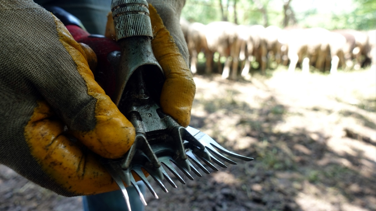 Balkan geleneği olarak bilinen kırkım zamanında kuzu çevirme geleneği de kentin bazı köylerinde sürdürülüyor.