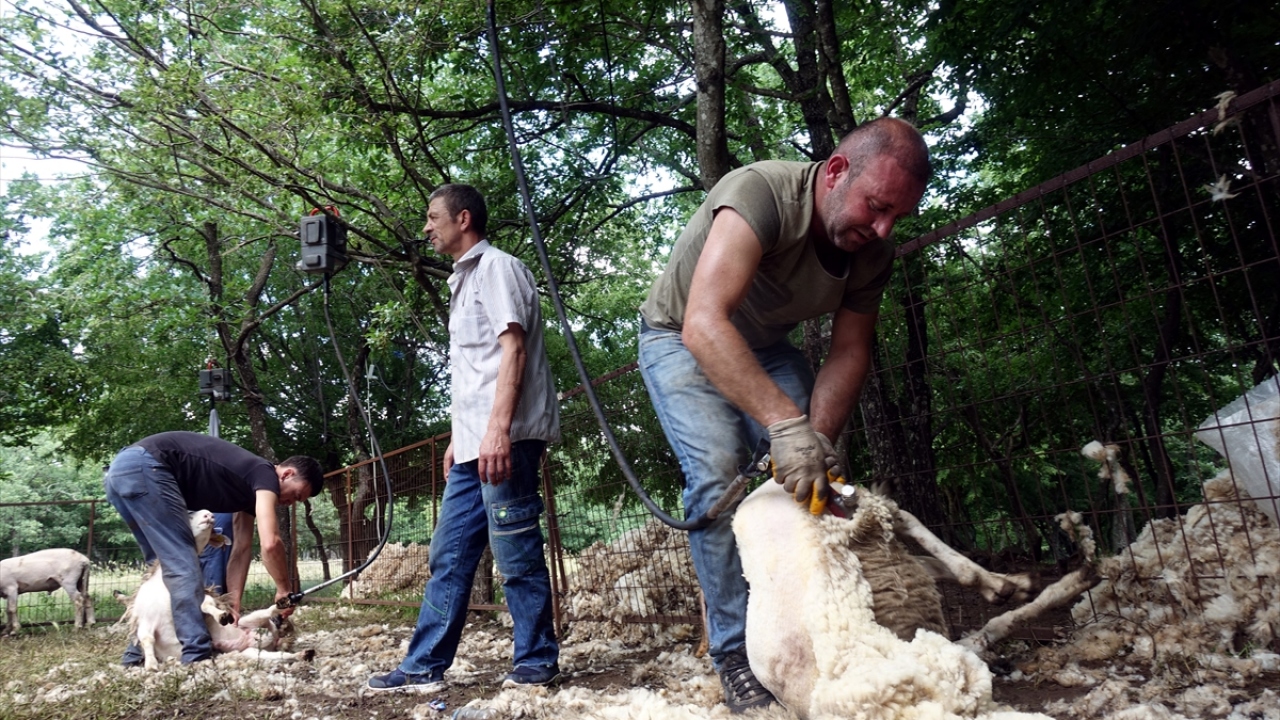 Kırkımcılar bir yandan mesailerini sürdürürken diğer yandan da sürü sahipleri tarafından odun ateşinde "kuzu çevirme" yapılıyor.