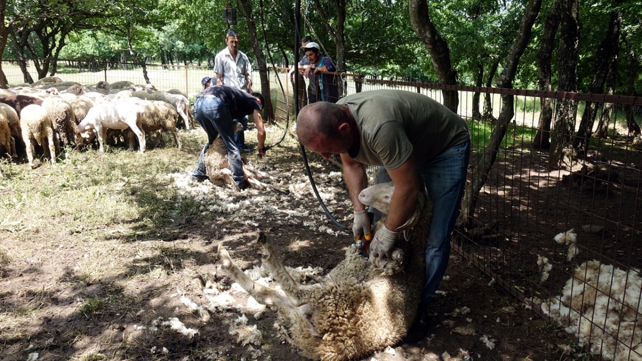 Çoban, kırkım yapılan hayvanların daha temiz ve bakımlı göründüğünü, satışının daha kolay olduğunu ifade etti. 
