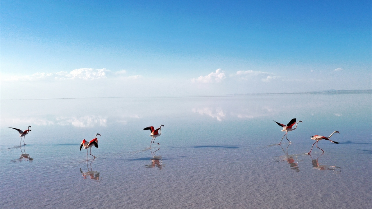 Kuş varlığı yönünden Türkiye`nin en zengin gölleri arasında yer alan Tuz Gölü, her yıl binlerce flamingoya ev sahipliği yapıyor.