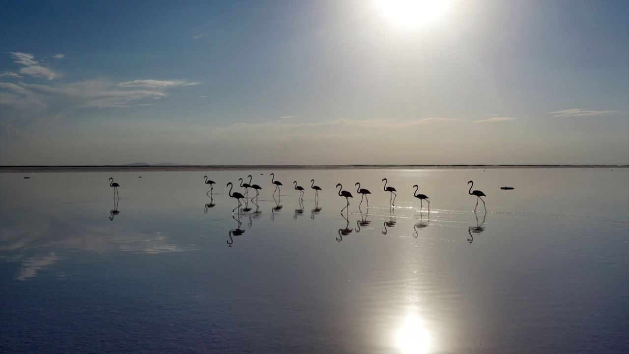 Tuz Gölü`nde her yıl 10 binin üzerinde yeni yavru dünyaya geliyor. Yapılan gözlemlerde, bu yavruların gelişim dönemlerini sağlıklı geçirdiği ve yetişkin bireyler arasına karıştığı belirleniyor.
