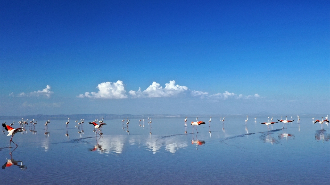 Tuz Gölü ve çevresinde, yırtıcı kuşlar başta olmak üzere angut, suna, bataklık kırlangıcı, kılıçgaga, Van Gölü martısı, ince gagalı martı gibi birçok kuş türü barınıyor.