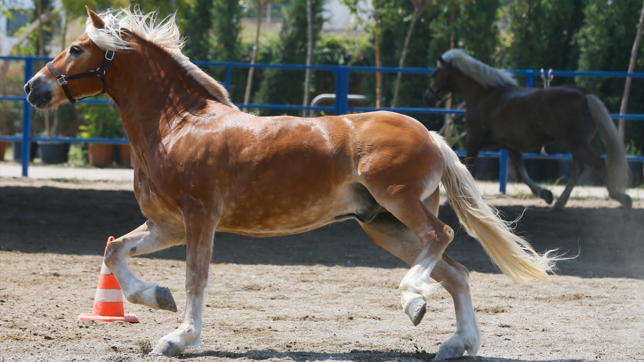 Kordon`da turistik faytonlarda kullanılan Haflinger cinsi Antonio ve Mariuş isimli 2 at da İzmir Emniyet Müdürlüğünün atlı birliğine katıldı.