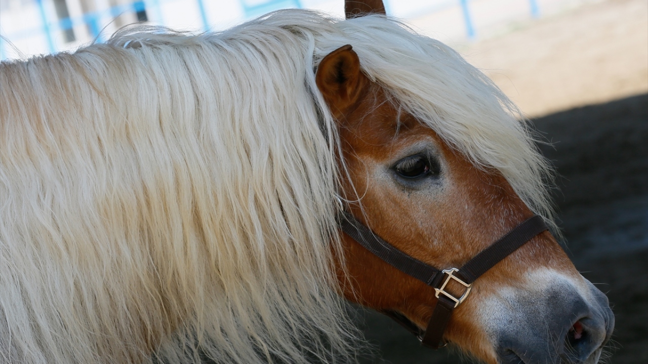 Yaklaşık 1 yıllık uyum sürecinin ardından atlı polislerin eğitimlerinde kullanılan atlar, devriye görevine de çıkıyor.
