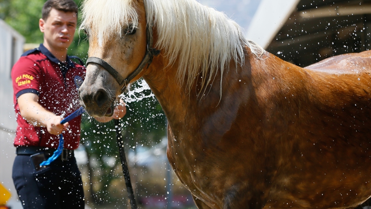 Daha önce faytonda kullanılan 2 Haflinger`in atlı birliğe tam uyum sağladığını kaydeden Alan, şöyle konuştu: