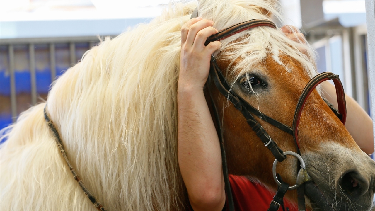 Alan, gösterişli yapıları ve yeleleriyle dikkati çeken Haflinger cinsi atların, İzmir sokaklarında vatandaşların yoğun ilgisiyle karşılaştığını da sözlerine ekledi.
