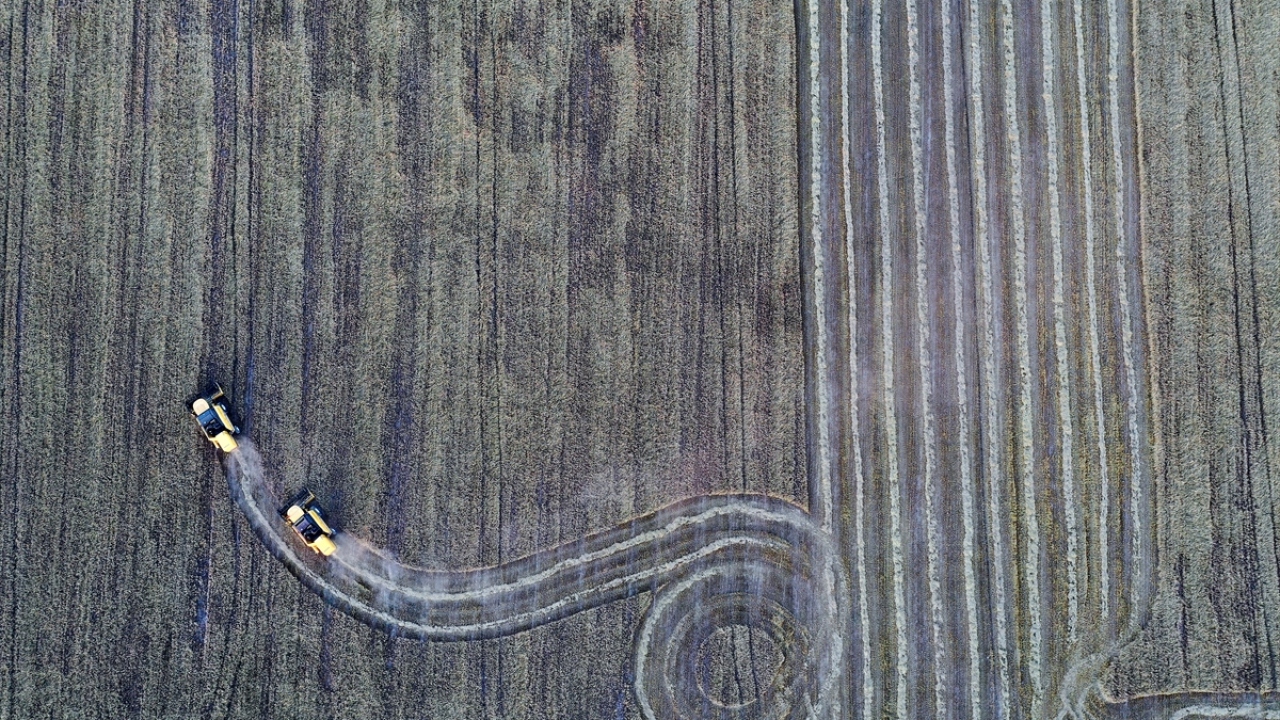 En küçüğü 3 bin 600 dekar olan tarlalarda ekini işleyen biçerdöverler, sabahın erken saatinden gece 00.00`a kadar durmaksızın çalışıyor.