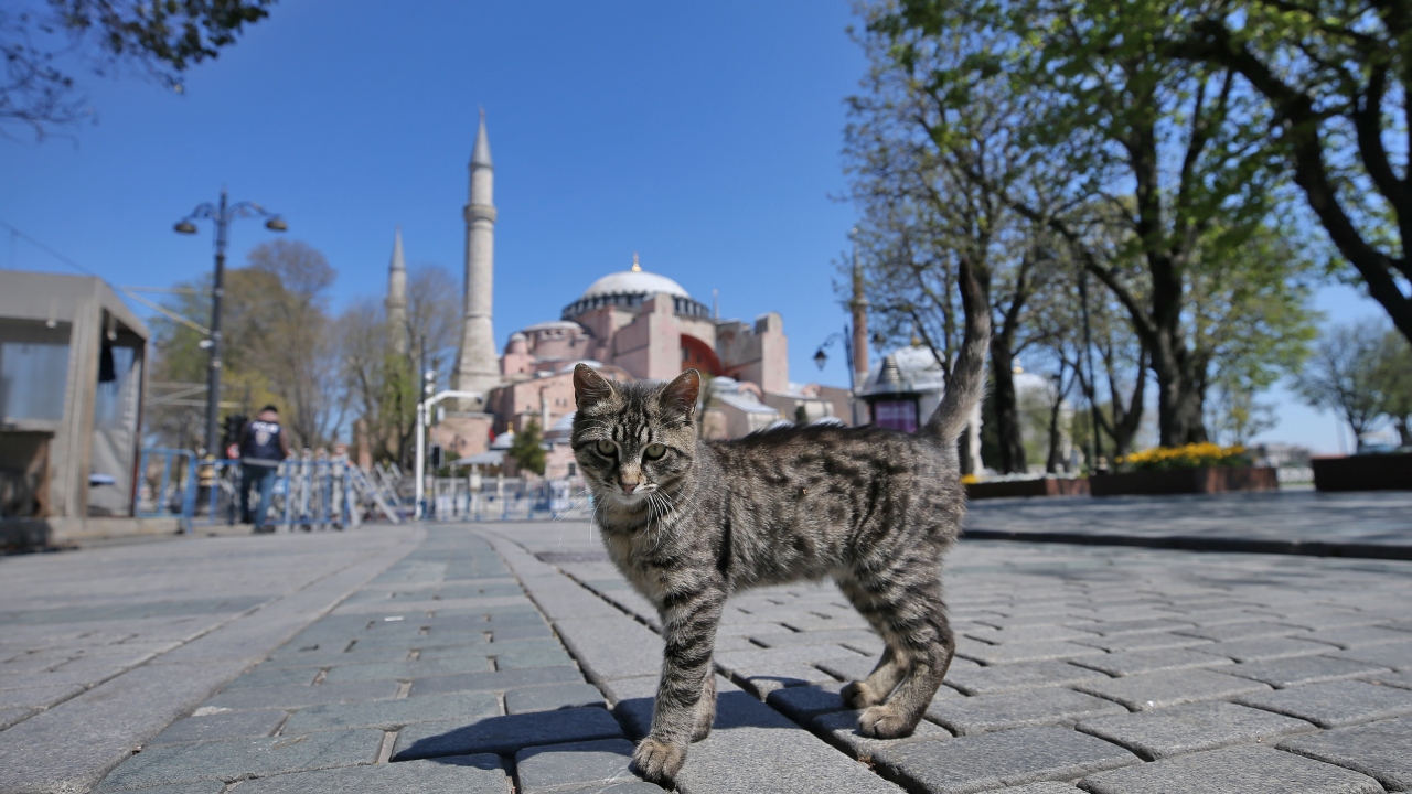 Özellikle Osmanlı döneminde yapılan çalışmalarla ve Mimar Sinan`ın eklediği minarelerle güçlendirilen Ayasofya, günümüze kadar varlığını sürdürebildi. 