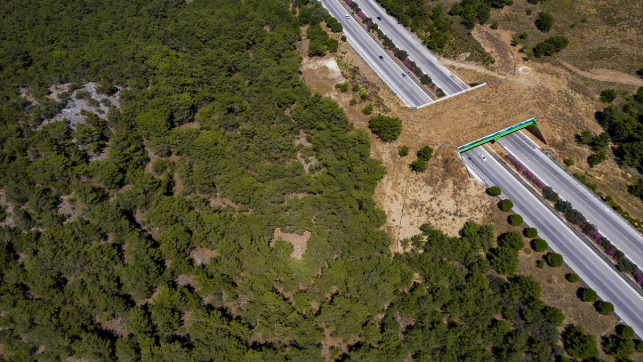 İzmir-Çeşme Otoyolu`nda ekolojik köprü