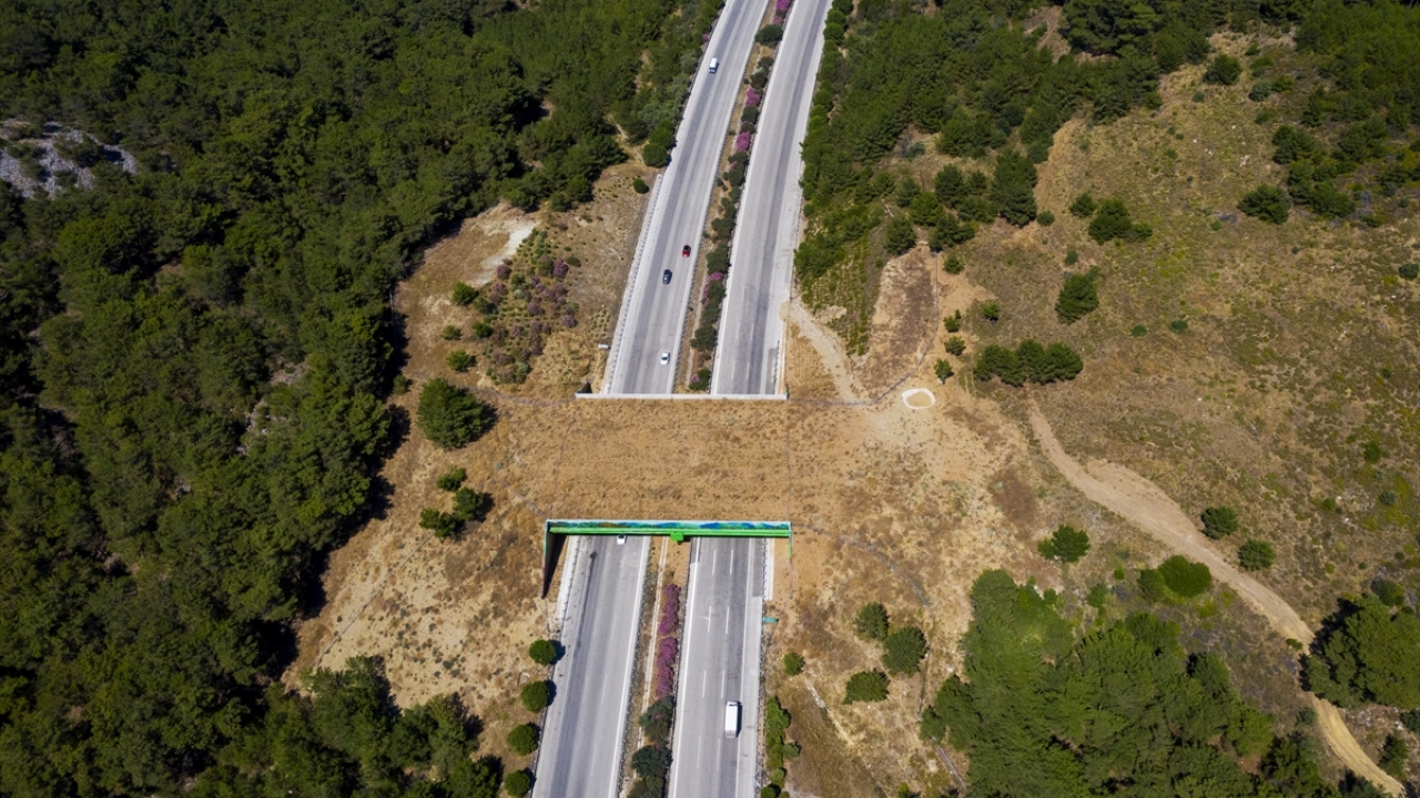 İzmir-Çeşme Otoyolu`nda ekolojik köprü sayısı 3`e çıkacak