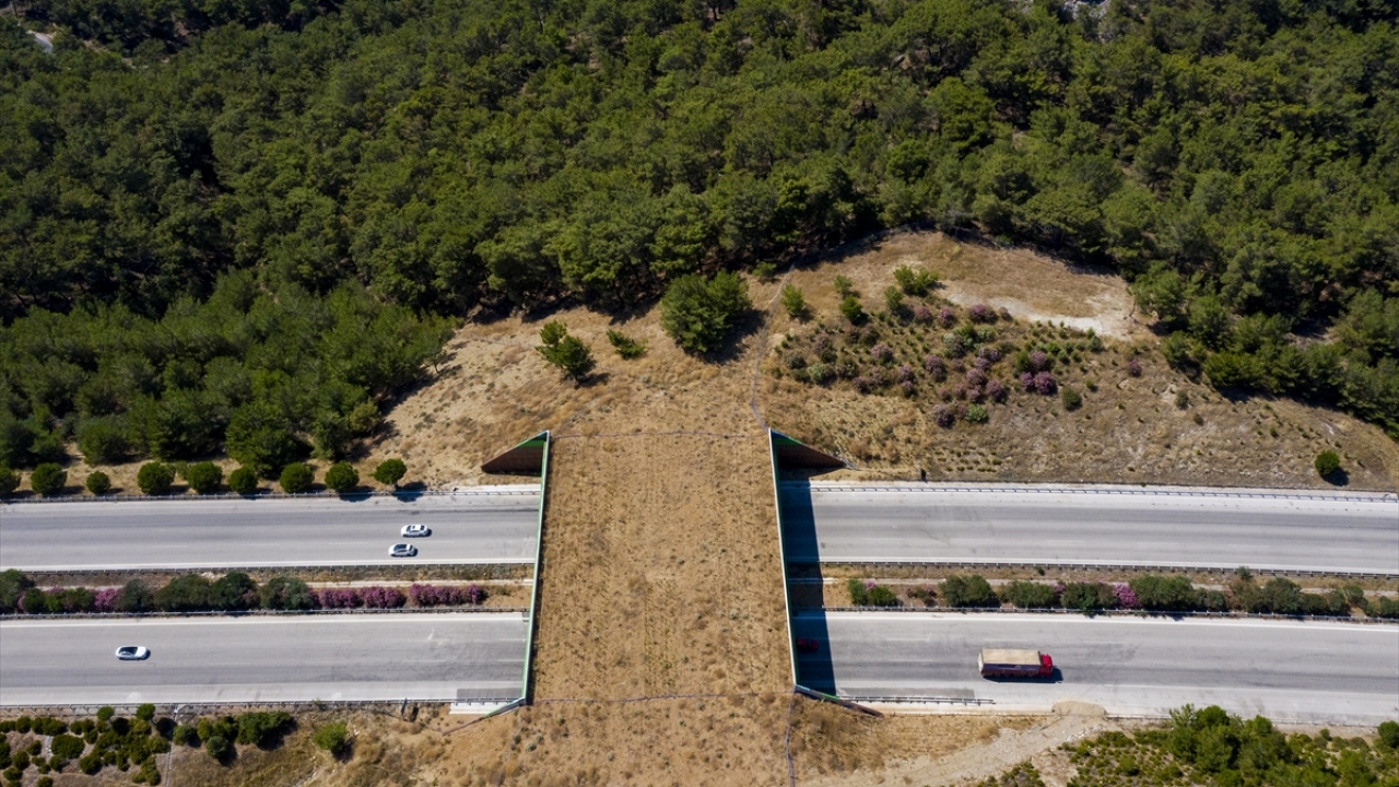 İzmir-Çeşme Otoyolu`nda ekolojik köprü