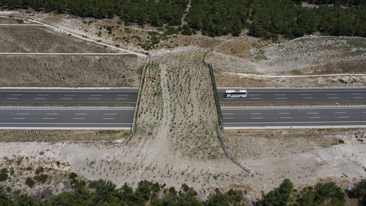 İstanbul-İzmir Otoyolu`nda iki ekolojik köprü