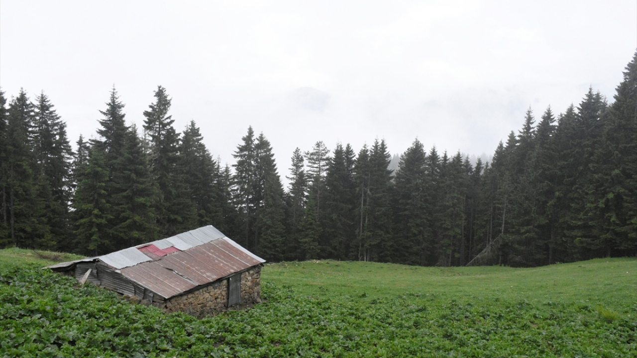 Çadır ve karavan haricinde konaklama isteyen doğaseverler ise yaklaşık 100 kilometre uzaklıktaki Gümüşhane şehir merkezindeki otelleri tercih edebiliyor.